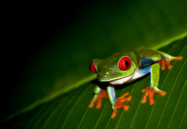 Red Eyed Treefrog