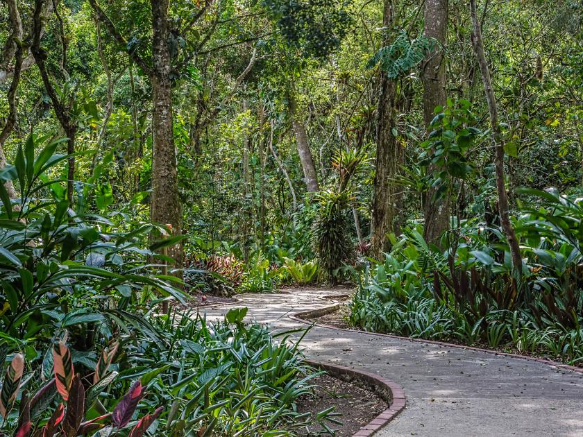 A brick lined paved path curves through a lush green jungle.
