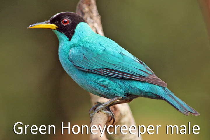 Green Honeycreeper male bird